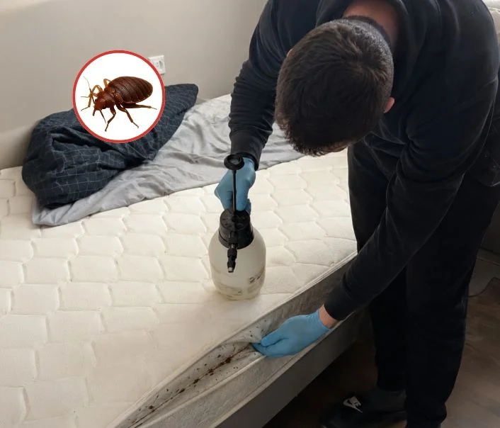 Technicien traitant un matelas contre les punaises de lit à Saint-Pierre-lès-Nemours